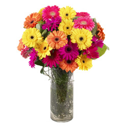 Bursa �i�ek�i firmas� 15 adet gerbera vazo i�erisinde